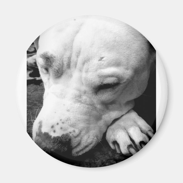 harry potter ärr hund vit pit bull magnet (Framsidan)