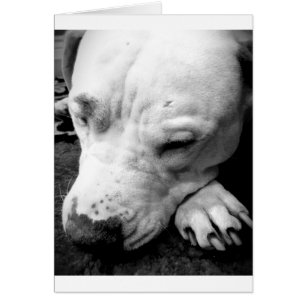 harry potter ärr hund vit pitbull hälsningskort