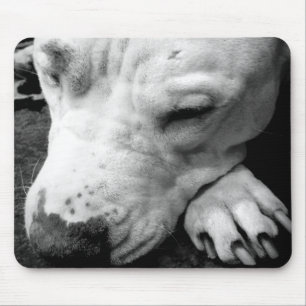 harry potter ärr hund vit pitbull musmatta