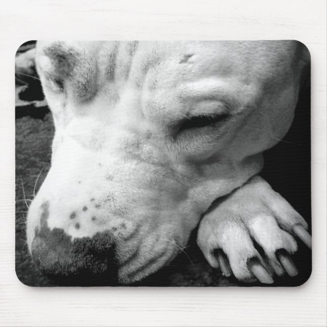 harry potter ärr hund vit pitbull musmatta (Framsidan)