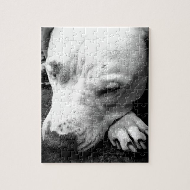 harry potter ärr hund vit pitbull pussel (Vertikal)