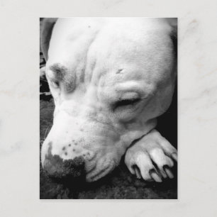 harry potter ärr hund vit pitbull vykort