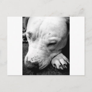 harry potter ärr hund vit pitbull vykort