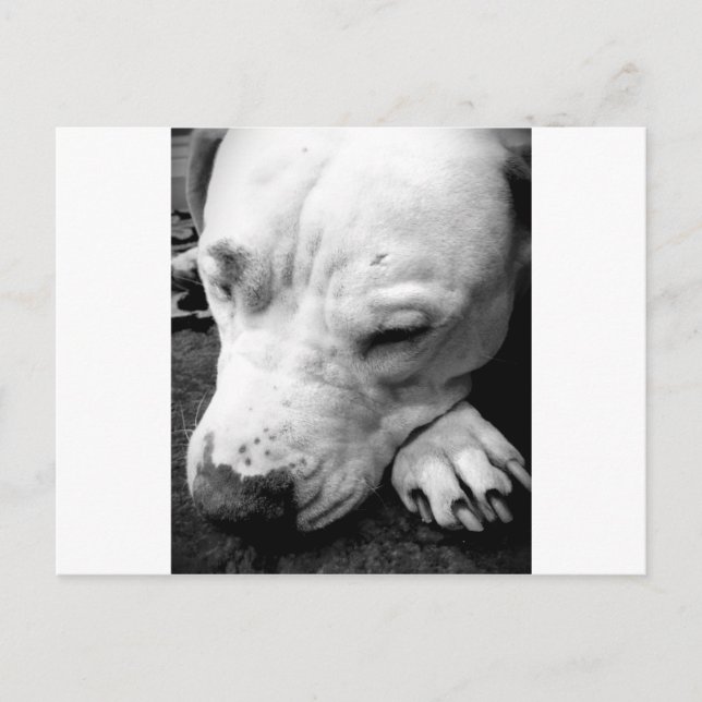 harry potter ärr hund vit pitbull vykort (Framsida)
