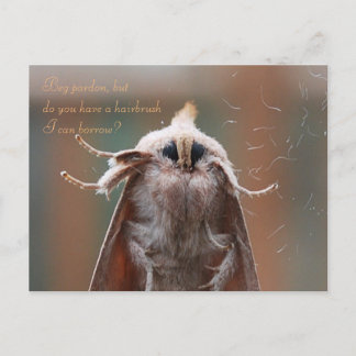 Harry the Hairy Moth Postcard Vykort