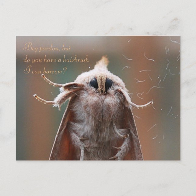 Harry the Hairy Moth Postcard Vykort (Framsida)