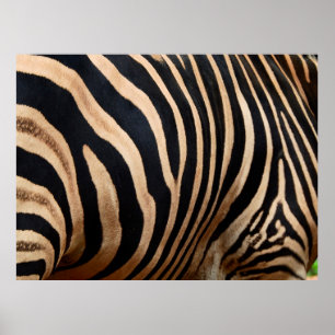 hårskinn av zebraskinn,djur,bakgrund,svart,bod poster
