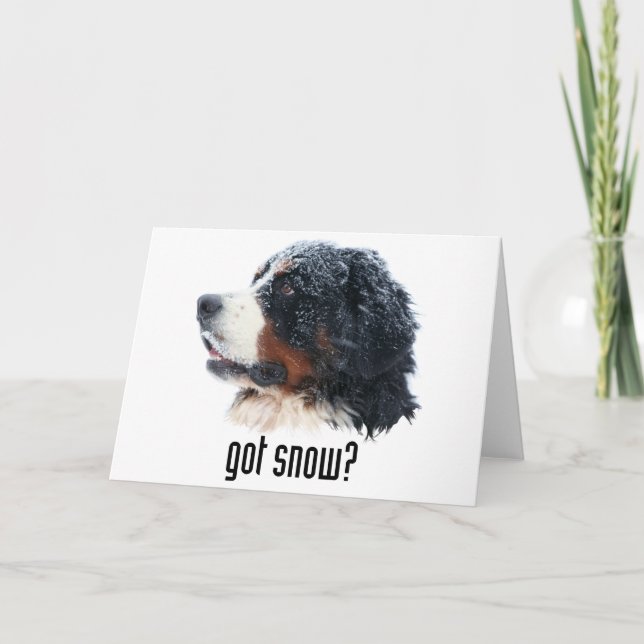 harsnö? Bernese berghund Kort (Framsida)