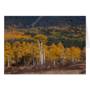 Hart Prairie Flagstaff, Arizona Hälsningskort