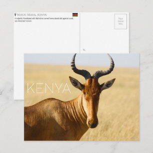 Hartebeest i Masai Mara, Kenya Resebrevkort Vykort