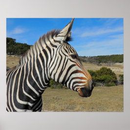 Hartmann's Mountain Zebra Profile vid Fossil Rim Poster