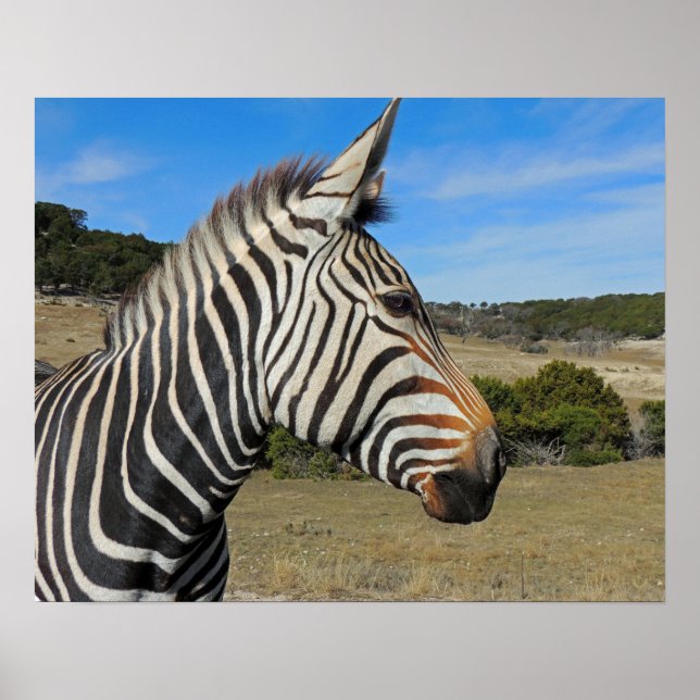 Hartmann's Mountain Zebra Profile vid Fossil Rim Poster (Framsidan)