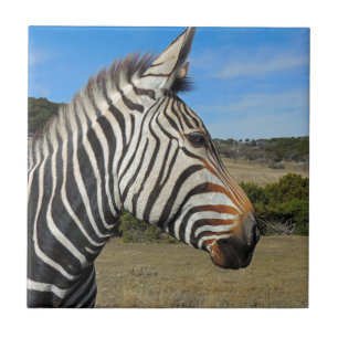 Hartmanns Zebra-profil vid Fossil Rim Kakelplatta