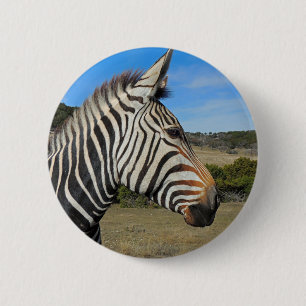 Hartmanns Zebra-profil vid Fossil Rim Knapp