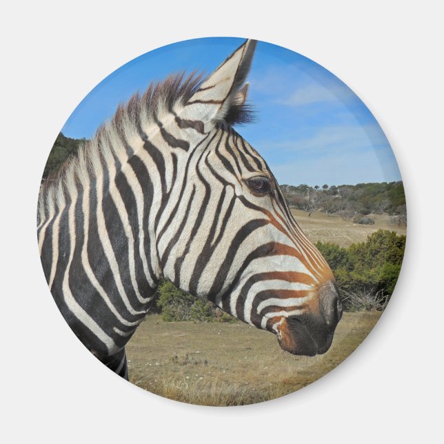 Hartmanns Zebra-profil vid Fossil Rim Magnet (Framsidan)