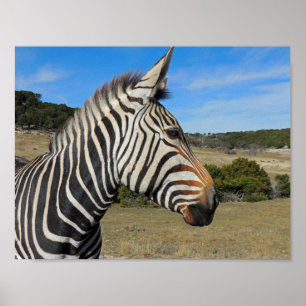 Hartmanns Zebra-profil vid Fossil Rim Poster