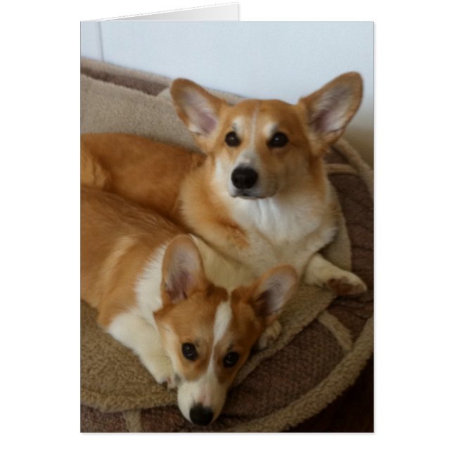 Härva och Milly Hälsningskort (Framsidan)