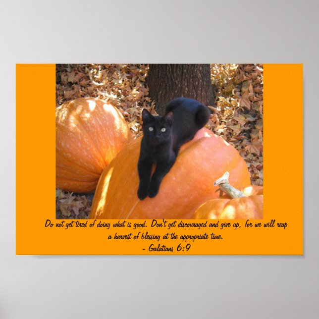 Harvest Kitten Poster (Framsidan)