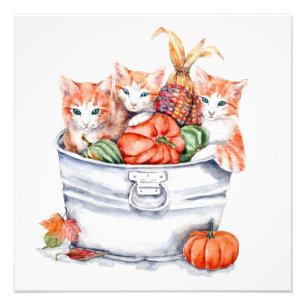 Harvest Kittens Fototryck