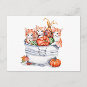 Harvest Kittens Vykort