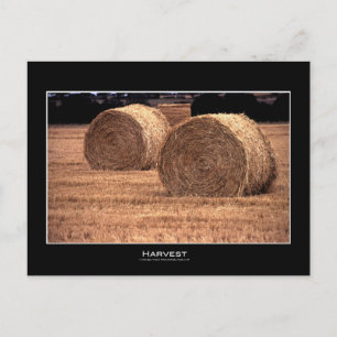 Harvest   Postkort Vykort