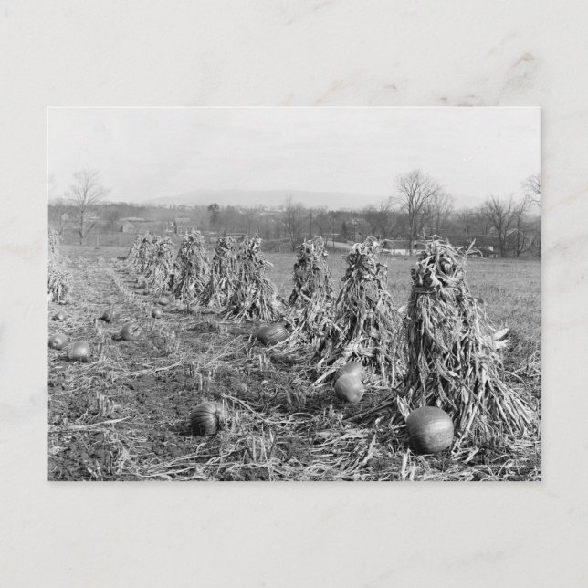 Harvest Season 1906 Vykort (Framsida)