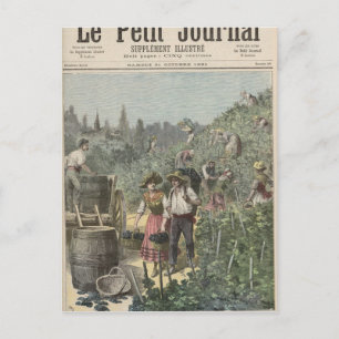 Harvest Vin Vykort