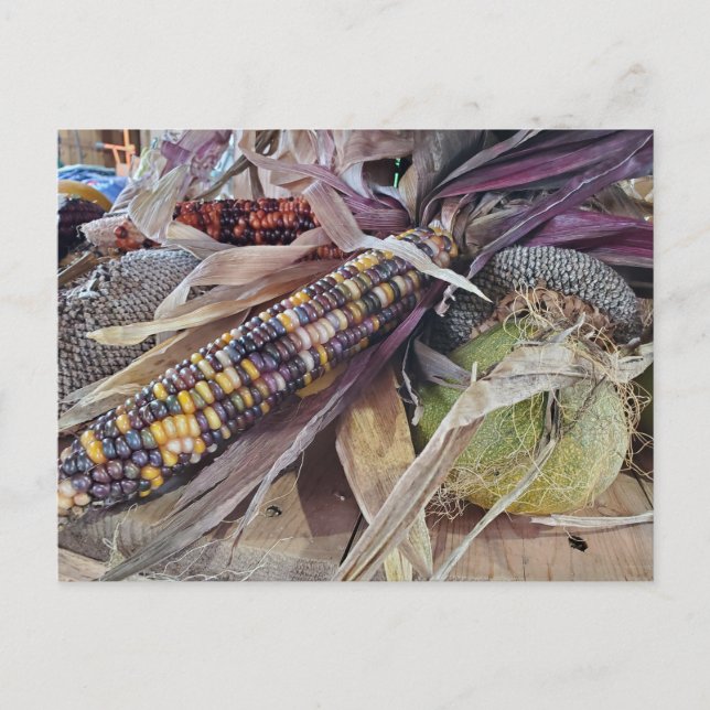 Harvest Vykort (Framsida)