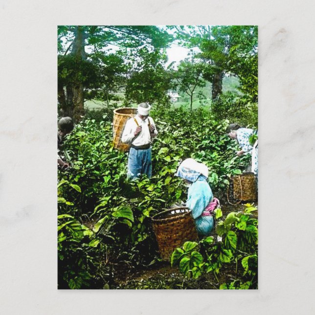Harvesting Grönt Tea Lövs Old Japan Farmers Vykort (Framsida)