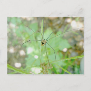 Harvestman pappa Longleg (Opiliones) Vykort