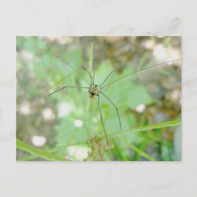 Harvestman pappa Longleg (Opiliones) Vykort (Framsida)