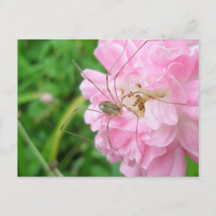 Harvestman pappa Longleg (Opiliones) Vykort
