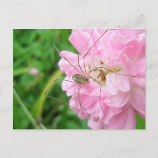 Harvestman pappa Longleg (Opiliones) Vykort (Framsida)