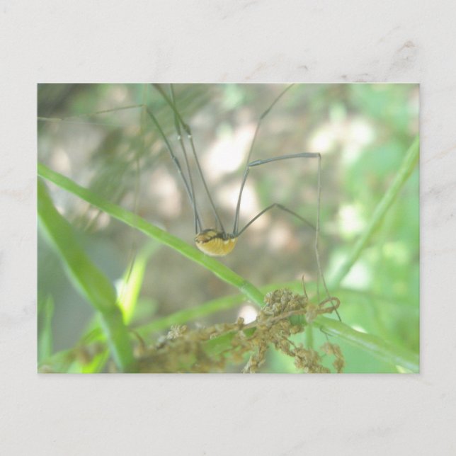 Harvestman pappa Longleg (Opiliones) Vykort (Framsida)