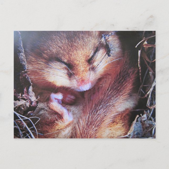Haselmaus- Postkarte Vykort (Framsida)