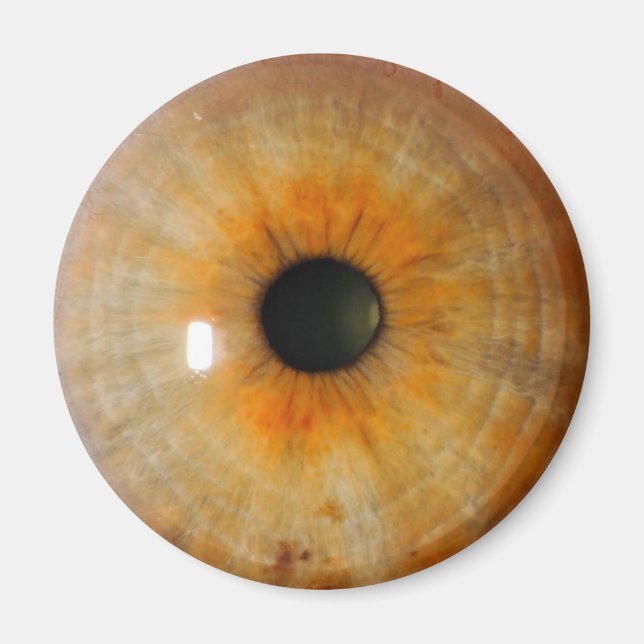 hassel öga med spännen magnet (Framsidan)