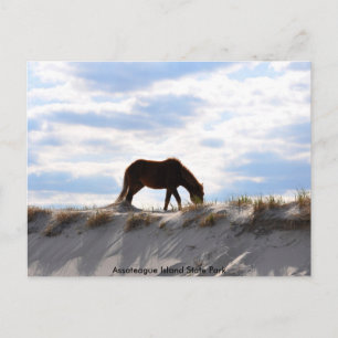 häst 2, Assateague Island State Park Vykort