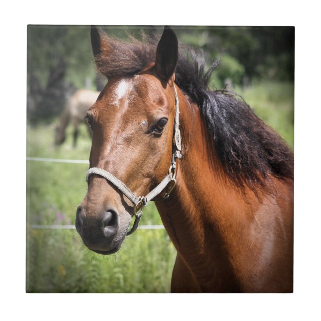 Häst 8674 kakelplatta (Framsidan)
