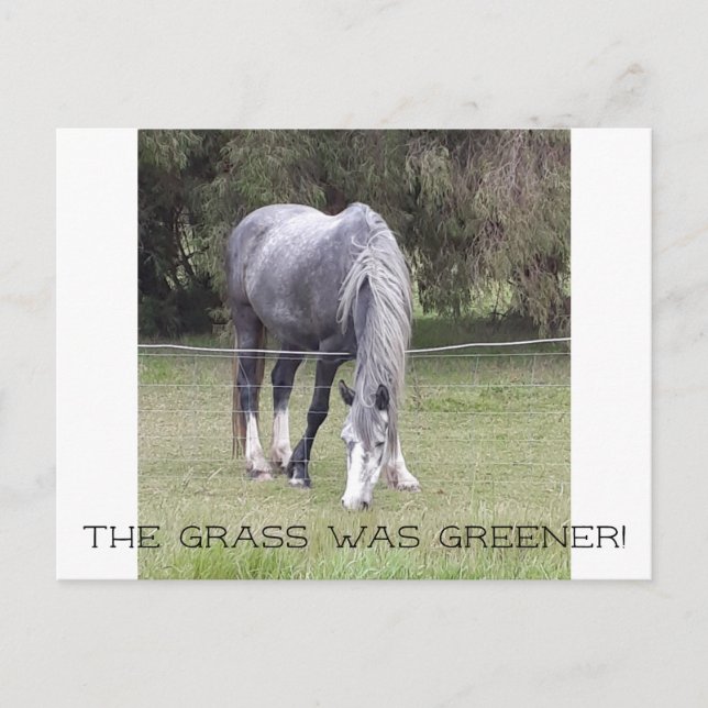 Häst är stängsel! vykort (Framsida)