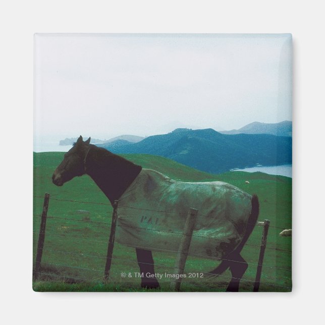 Häst bakom stängsel magnet (Framsidan)