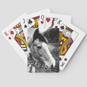 Häst Casinokort