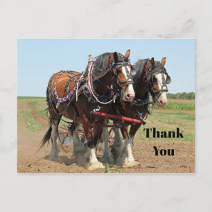 Häst Clydesdale Jordbruk Foto Tack Vykort