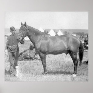 Häst "Comanche" sulaöverlevanden av Custeren Poster