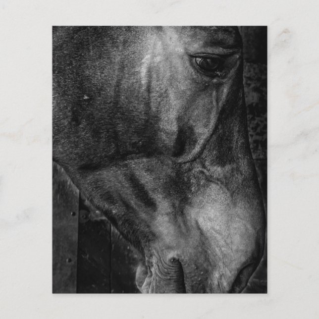 Häst | Equestrian Canvas Flygblad (Framsidan)