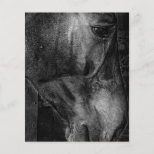 Häst Equestrian Canvas Flygblad