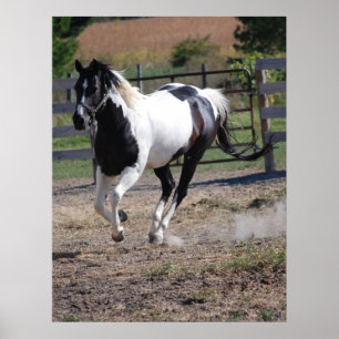 Häst/färgton Pinto Poster