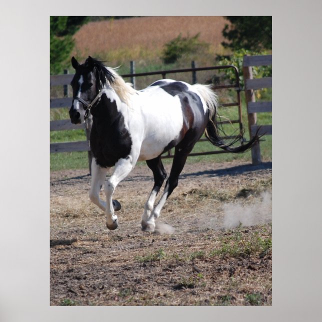 Häst/färgton Pinto Poster (Framsidan)