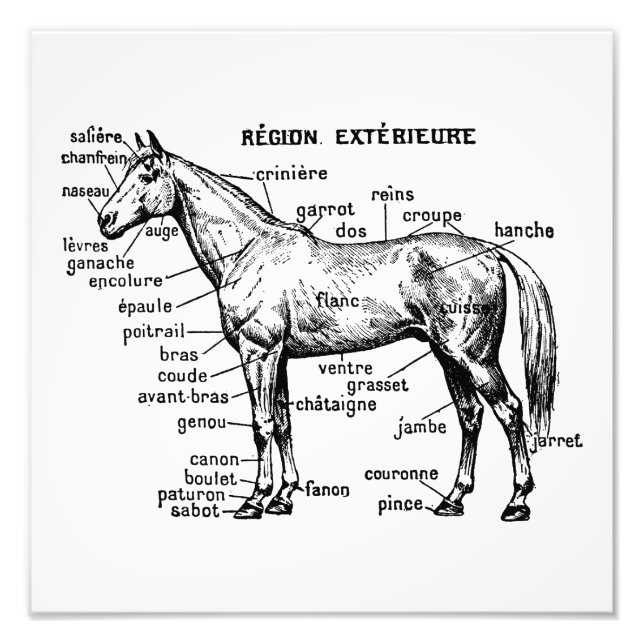 Häst Fototryck (Framsidan)