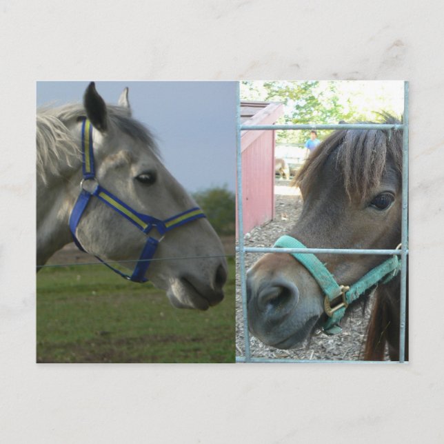 häst galore vykort (Framsida)