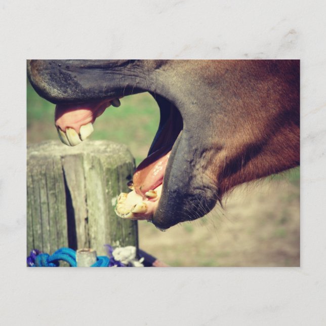 Häst Gäspning Vykort (Framsida)